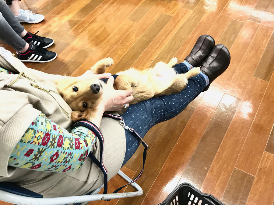 お腹を見せてゴローン - パピー教室開催