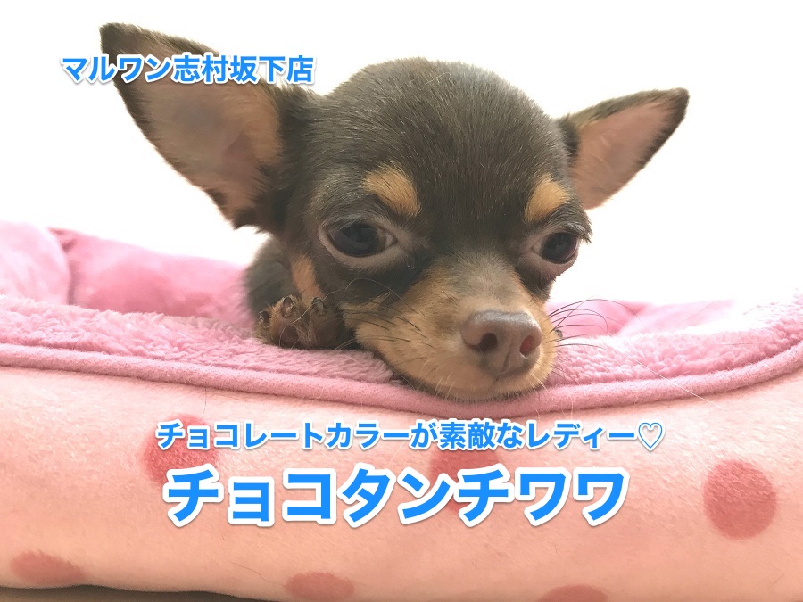 【ロングコート・チワワ】得意技はタッチ！！：志村坂下店NO.914236