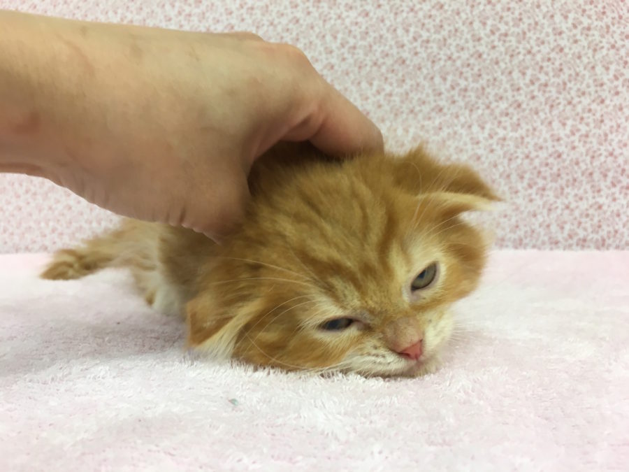 骨抜き状態 | マンチカン - マルワン大倉山店