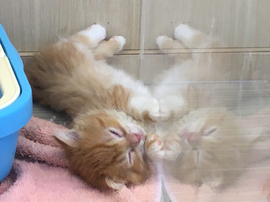 ヘソテンポーズでお昼寝 | マンチカン - マルワン大倉山店