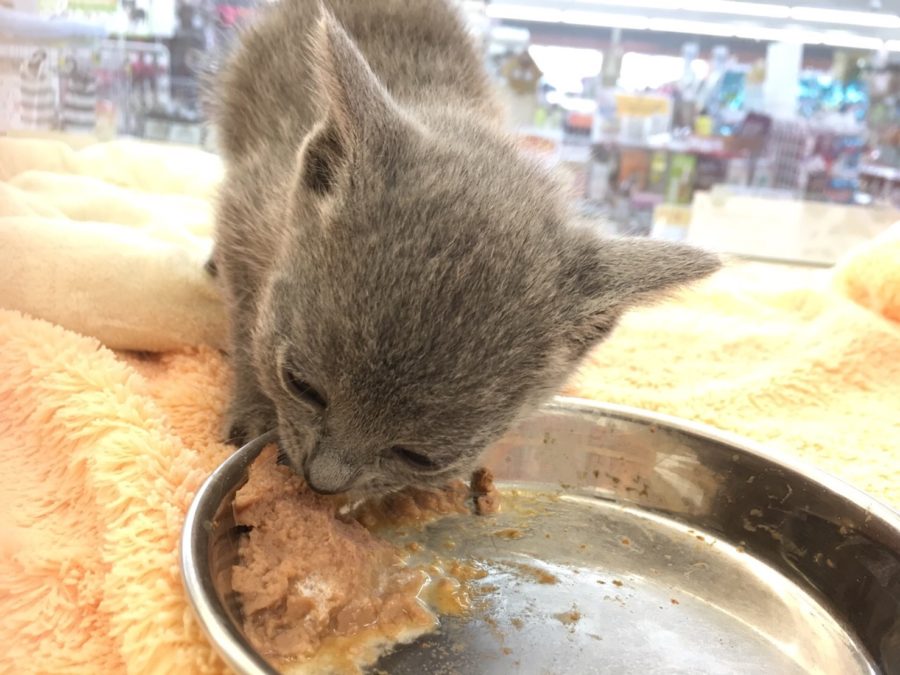 よく食べます ロシアンブルー - マルワン大倉山店