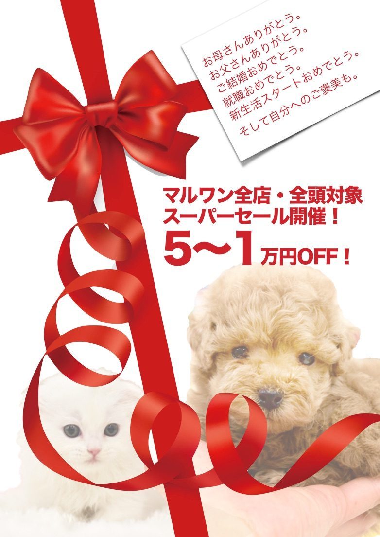 【スーパーセール開幕！】全店・全頭対象のキャッシュバック企画！