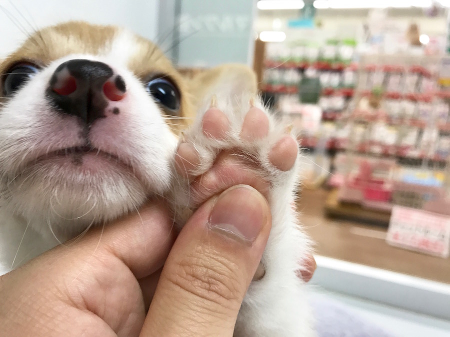 ウェルシュ・コーギー・ペンブローク - マルワン相模大塚店