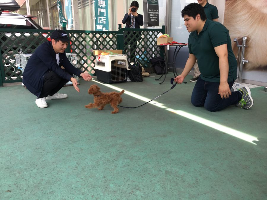 パピー教室開催 - アニコム損保&マルワンコラボイベント