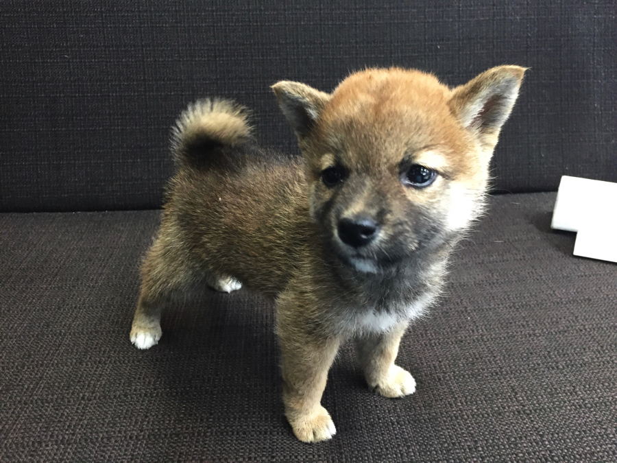 赤柴ちゃん 柴犬 - マルワン梅島店