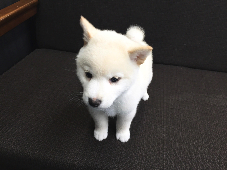 白柴ちゃん 柴犬 - マルワン梅島店