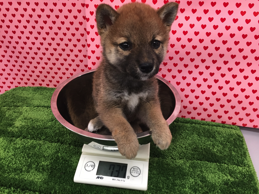 赤柴ちゃんの体重 柴犬 - マルワン梅島