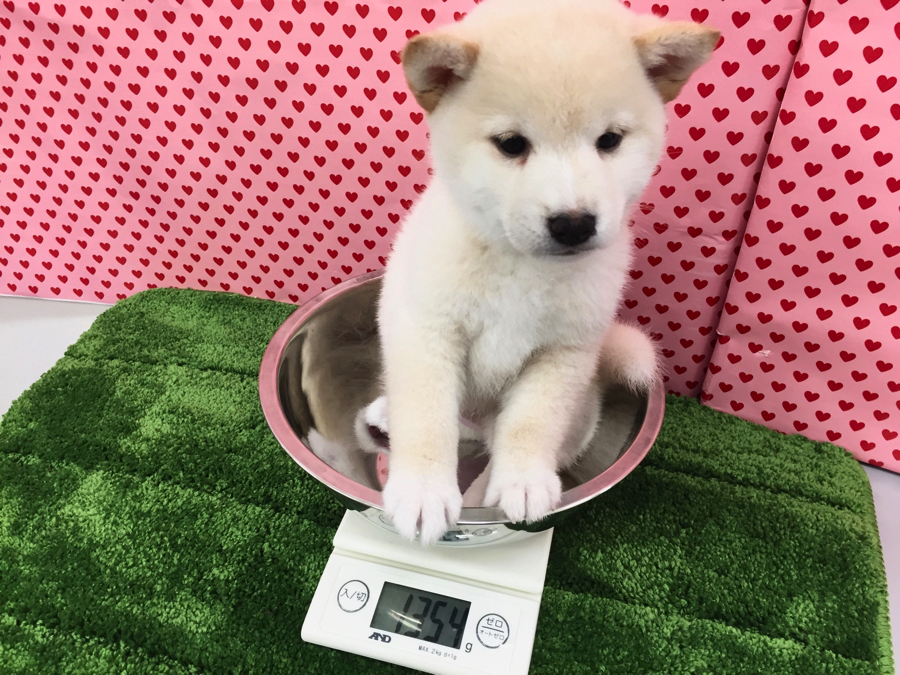白柴ちゃんの体重 柴犬 - マルワン梅島店