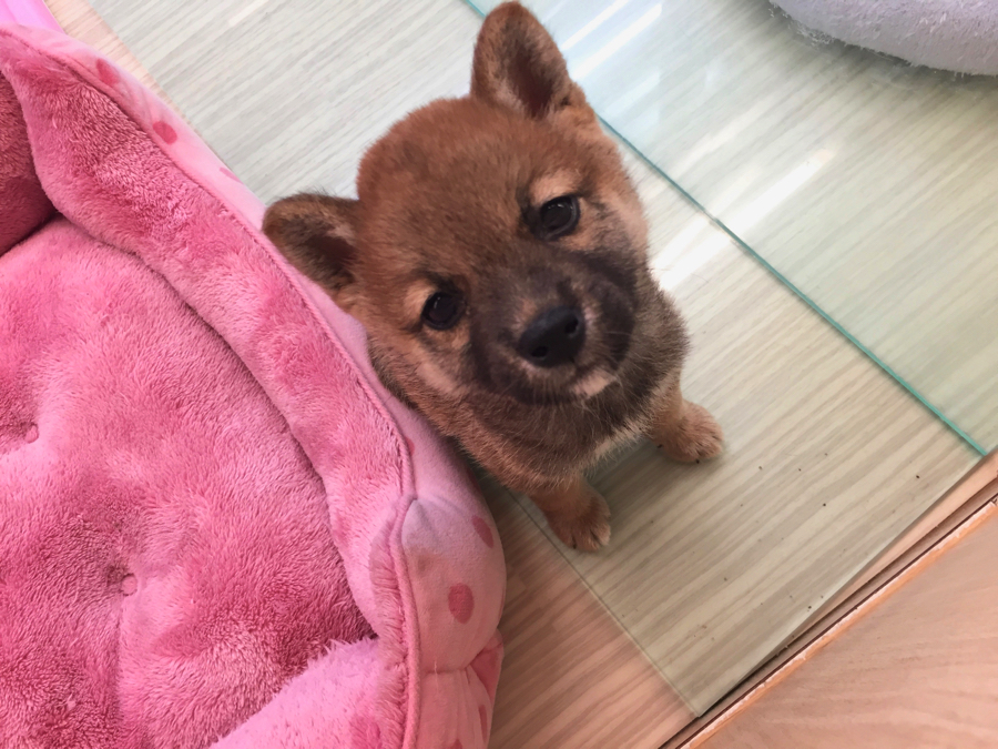 赤柴ちゃんの性格 柴犬 - マルワン梅島店