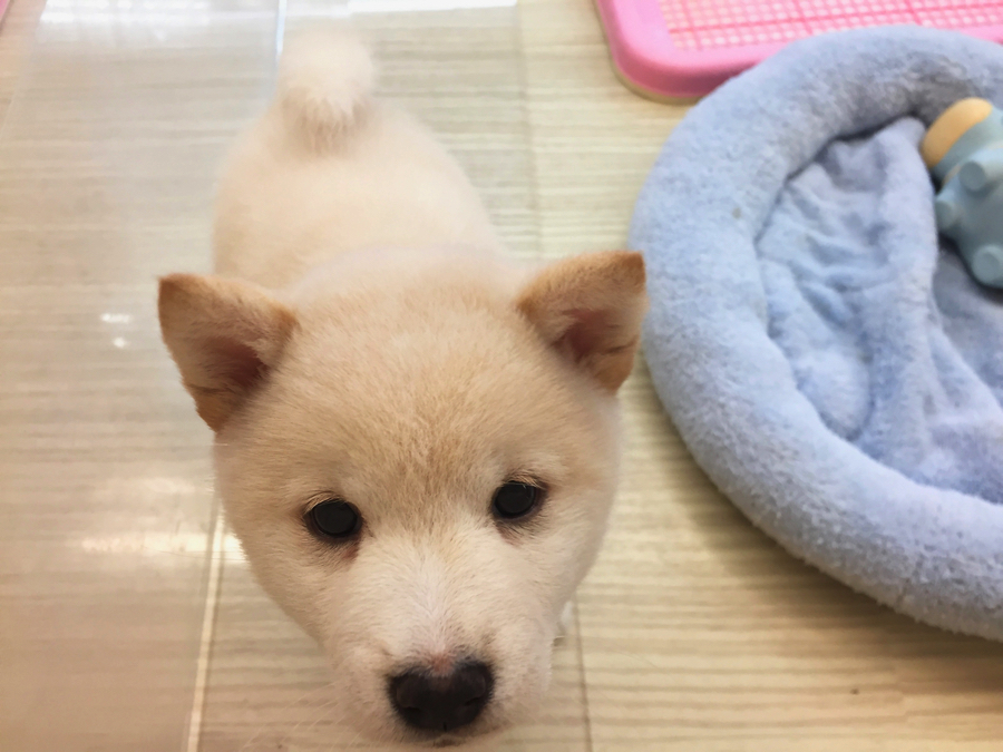白柴ちゃんの性格 柴犬 - マルワン梅島店