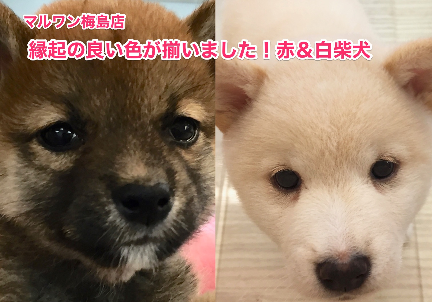 【赤柴＆白柴】縁起の良い色が揃いました！注目の柴犬コンビ登場！：梅島店No.119060&119061