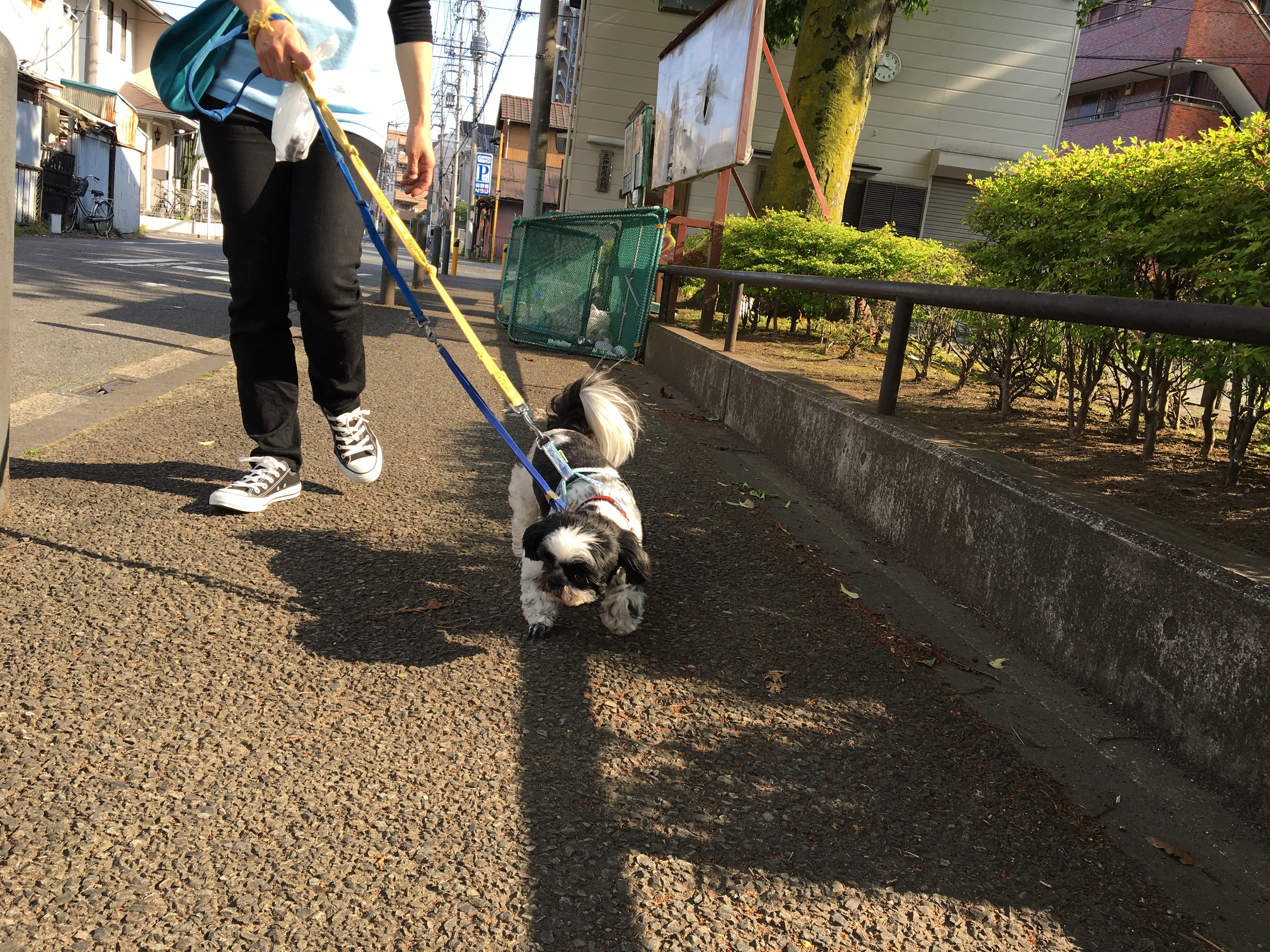 シーズーの「シーちゃん」 - 散歩の写真 - マルワン白楽店
