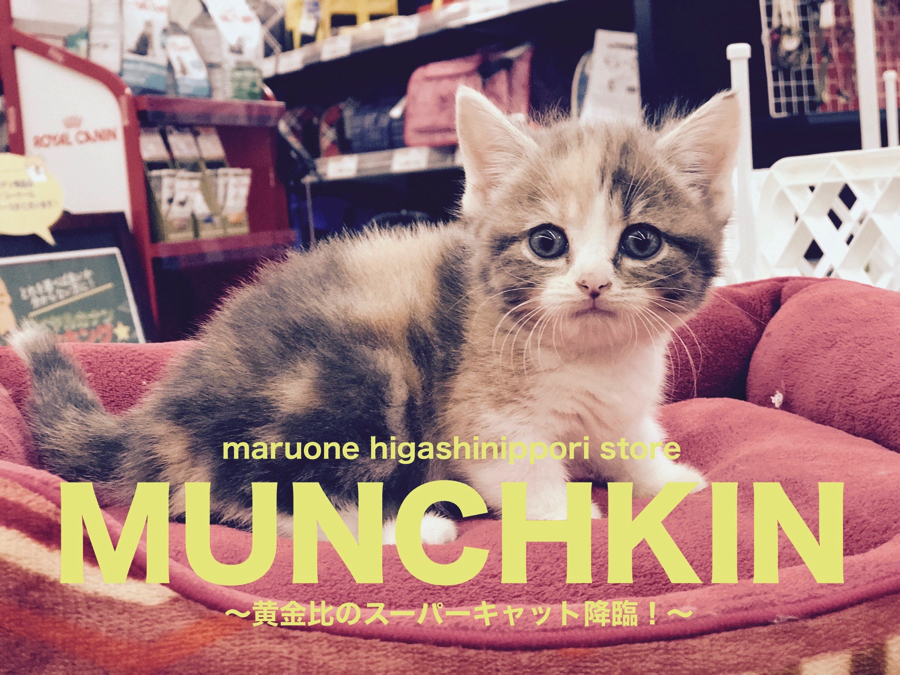 【マンチカン】奇跡の黄金比を持った短足天使が舞い降りた！：東日暮里店Pickupベイビー！No.014171