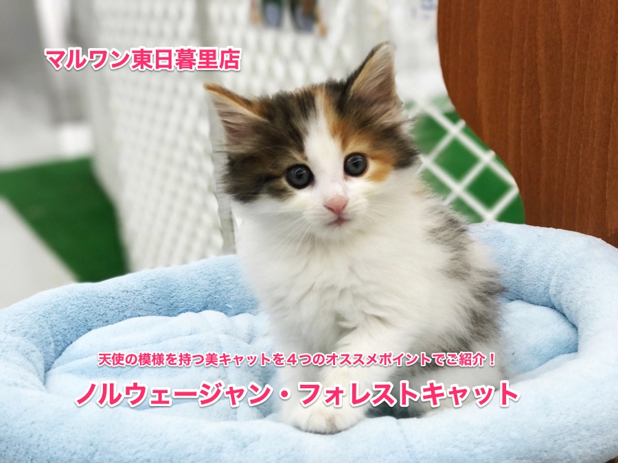 【ノルウェージャンフォレストキャット】天使の模様を持つ美キャットを４つのオススメポイントでご紹介！：東日暮里店オススメベイビーNo.014174
