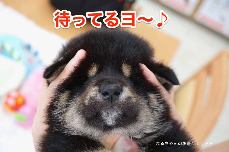 黒柴 - 柴犬 - マルワン白楽店