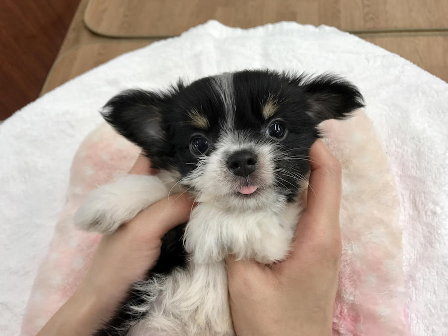 ゴロンタイム | MIX犬：ポメラニアン×ヨークシャーテリア - マルワン相模大塚店