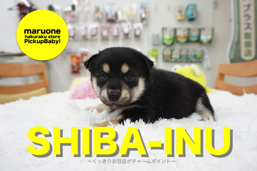 【小さめ黒柴】アニメ顔？くっきりお目目がチャームポイントの小さめ柴犬♡：白楽店オススメベイビー！No.11493
