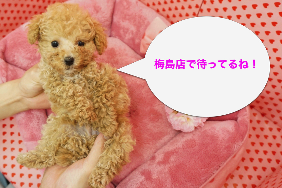 成約後のサポート | トイ・プードル - マルワン梅島店