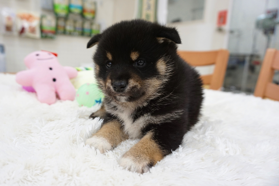 黒柴 - 柴犬 - マルワン白楽店