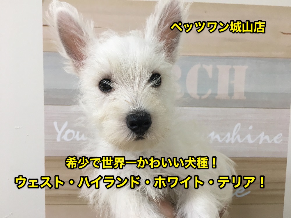 【ウエスト・ハイランド・ホワイトテリア】希少犬種ウェスティ！世界一可愛らしいワンコの登場です♡：ペッツワン城山店オススメベイビーNo.118134