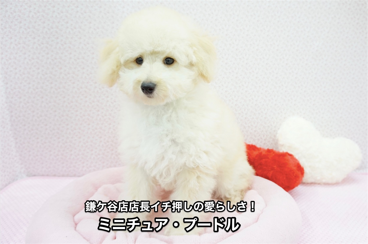 【ミニチュアプードル】希少！鎌ケ谷店店長も垂涎の愛くるしさを堪能しよう！！鎌ヶ谷店オススメベイビーNo.117096