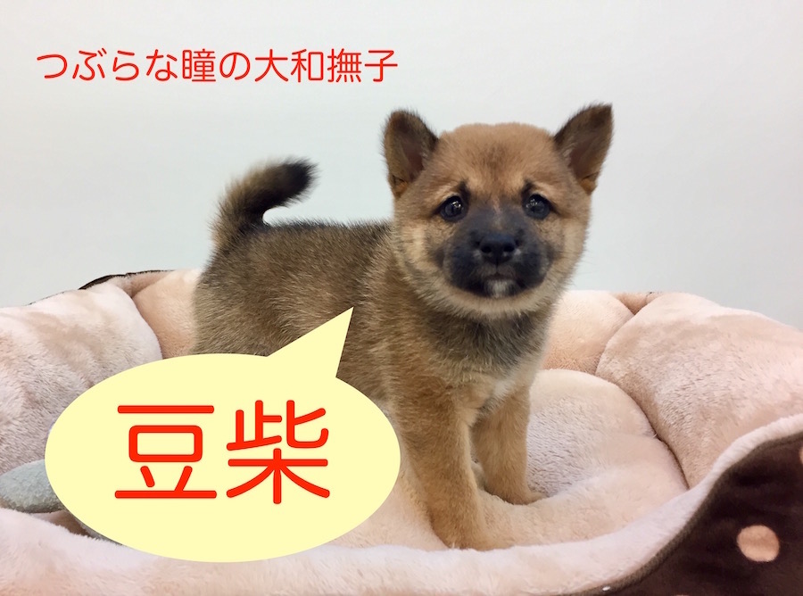 【豆柴】つぶらな瞳の大和撫子が登場！：鶴見店オススメベイビーNo.713475