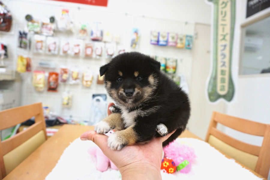 黒柴 - 柴犬 - マルワン白楽店