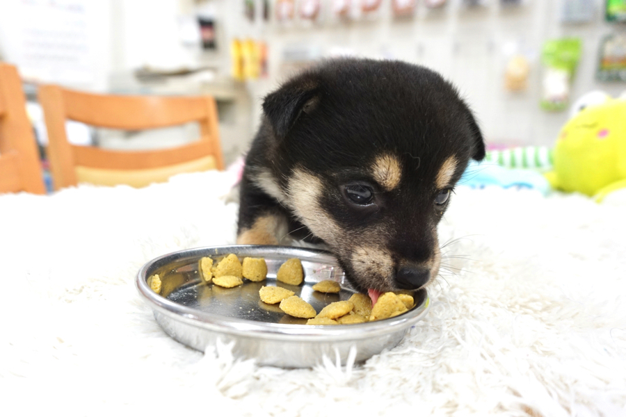 食欲旺盛！度胸もある！ | 柴犬 - マルワン白楽店
