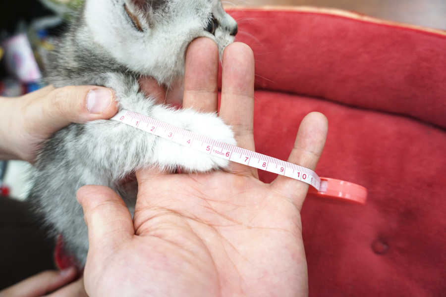 足の付根から指先まで約6cm | ミヌエット - マルワン東日暮里店