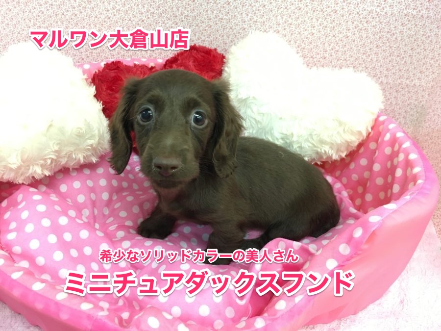 【ミニチュア・ダックスフント】希少なソリッドカラーの美人さん♥：大倉山店No.6130562