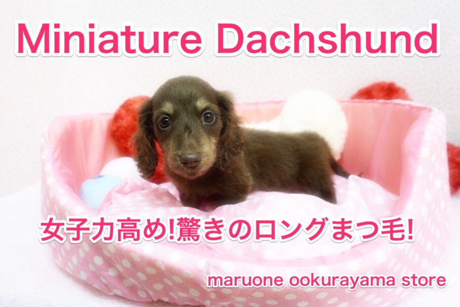 【ミニチュア・ダックスフント】ロングまつ毛で女子力高めなぷりてぃフェイス♡短足が愛らしいダックスちゃん/大倉山店No.6130577