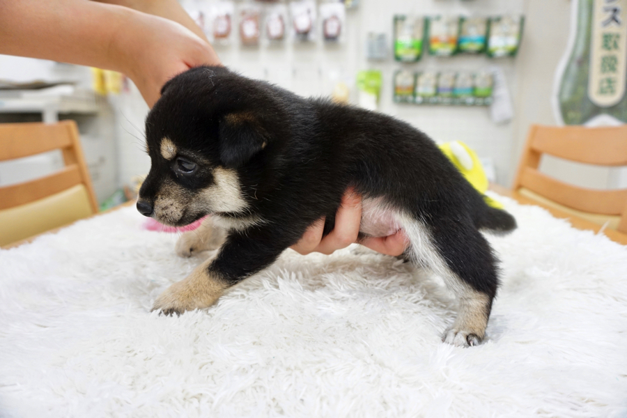 横からみると | 柴犬 - マルワン白楽店