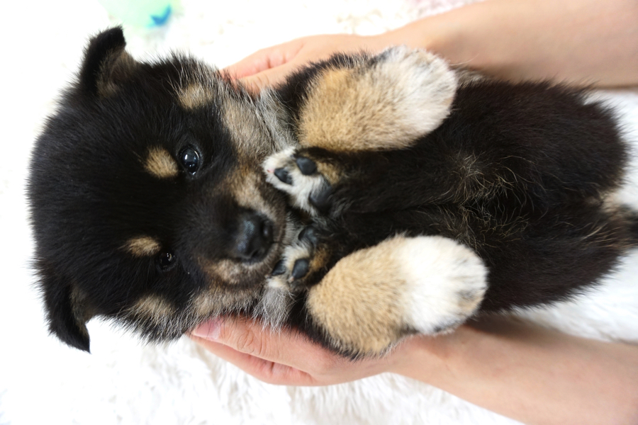 黒柴 - 柴犬 - マルワン白楽店