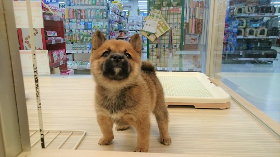 豆柴 - 柴犬 - マルワン白楽店