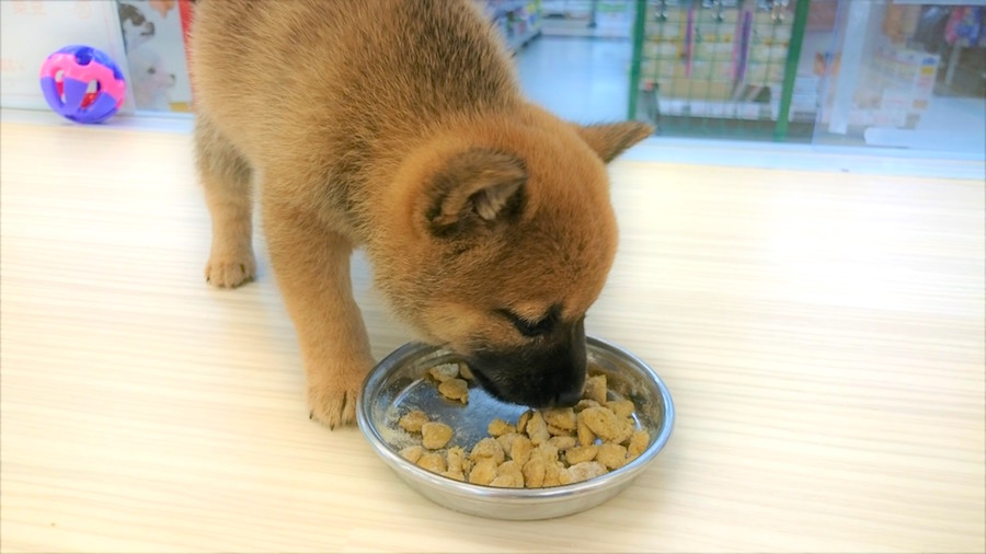 豆柴 - 柴犬 - マルワン白楽店