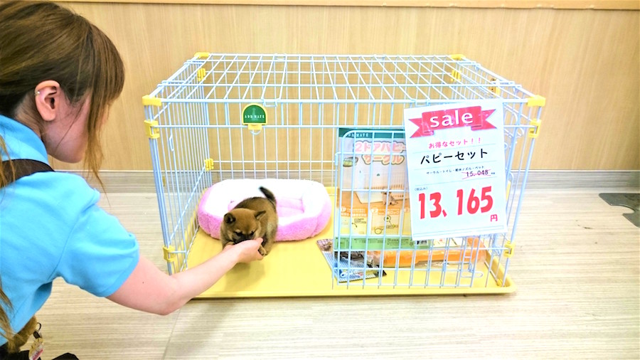 豆柴 - 柴犬 - マルワン白楽店