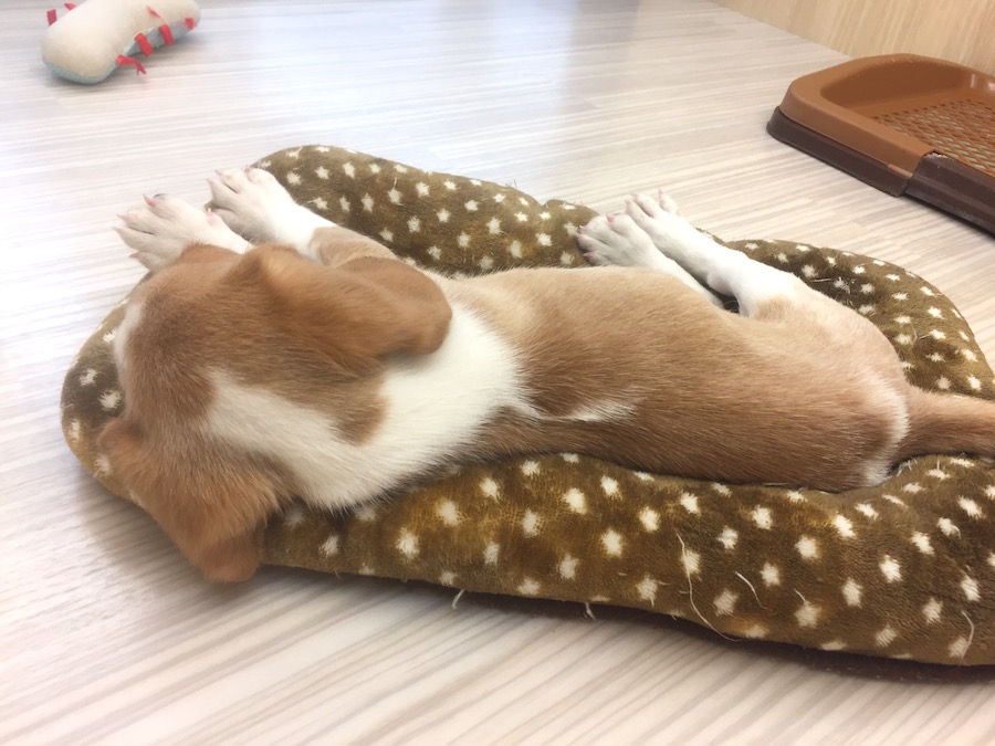 癒しカラーといえば？レモンカラー | ビーグル - マルワン今宿店