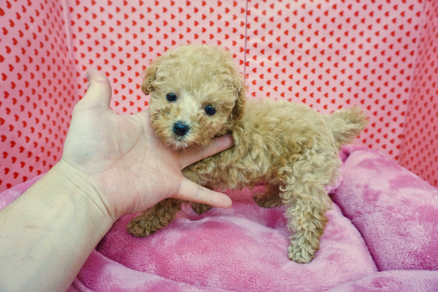 トイ・プードル - マルワン梅島店