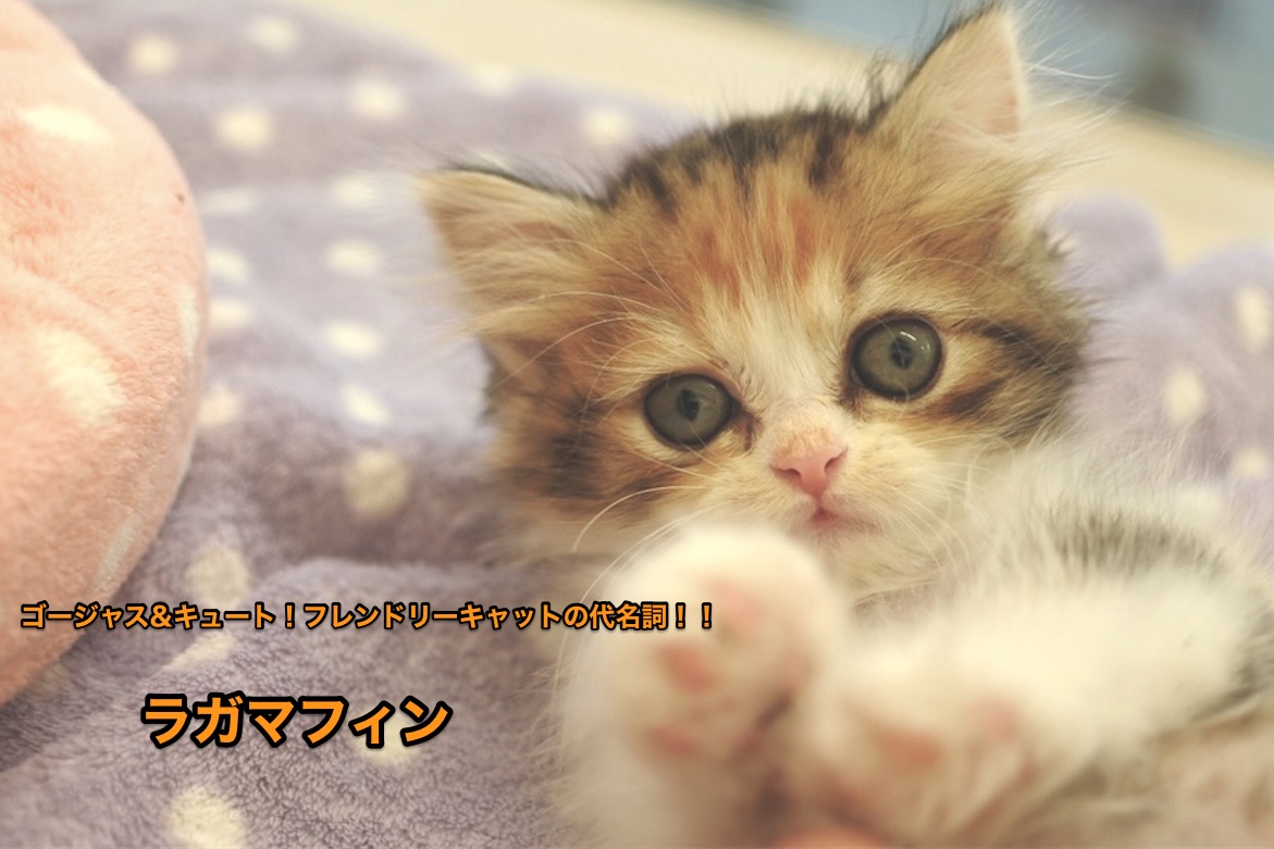 【ラガマフィン】ゴージャス&キュート！フレンドリーキャットの代名詞！！：港北NT店オススメベイビーNo.311714