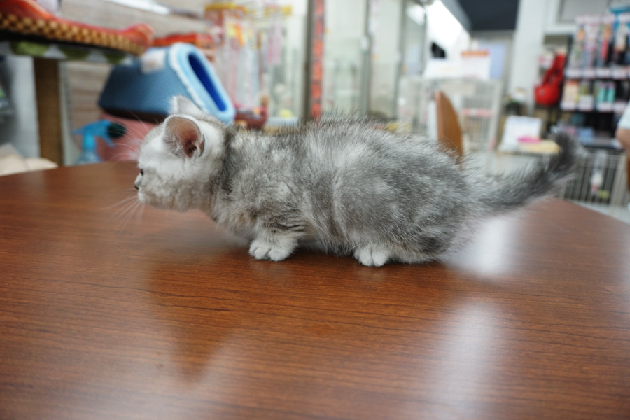 抜群に短足 | ミヌエット - マルワン東日暮里店