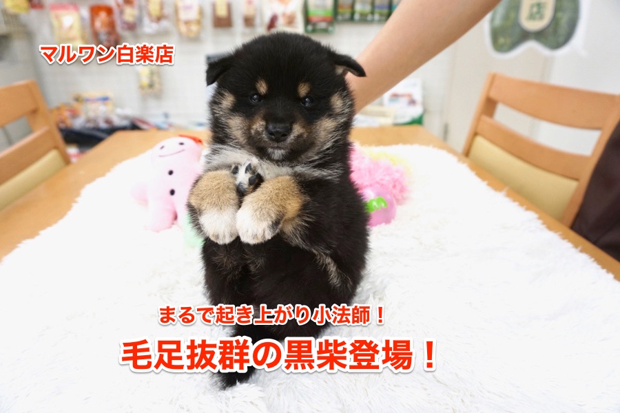 【黒柴】な、なんだこの柴犬！独特過ぎてMr.Kもビックリ！まるで起き上がり小法師！：子犬紹介白楽店No.11486