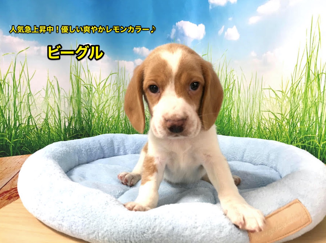 【ビーグル】人気急上昇中！？優しい爽やかレモンビーグル！！今宿店オススメベイビーNo.120057