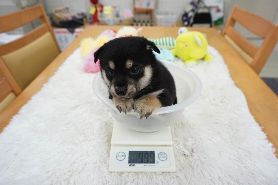 小さめ予想！ | 柴犬 - マルワン白楽店