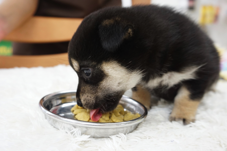 一心不乱にパクパク | 柴犬 - マルワン白楽店