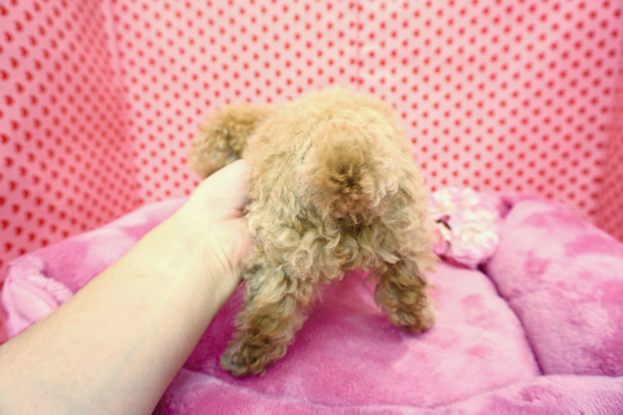 体型はドワーフorスクエア | トイ・プードル - マルワン梅島店