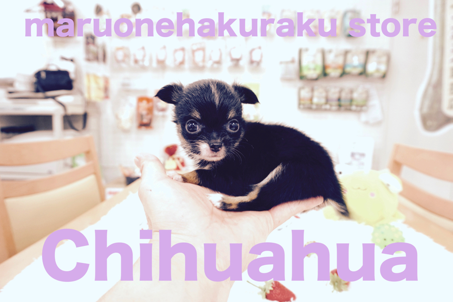 【XS チワワ】仰天！指先だけで乗っかちゃいました！：白楽店No.11492