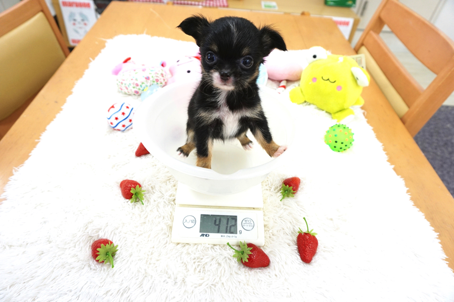 生後52日で412g | チワワ - マルワン白楽店