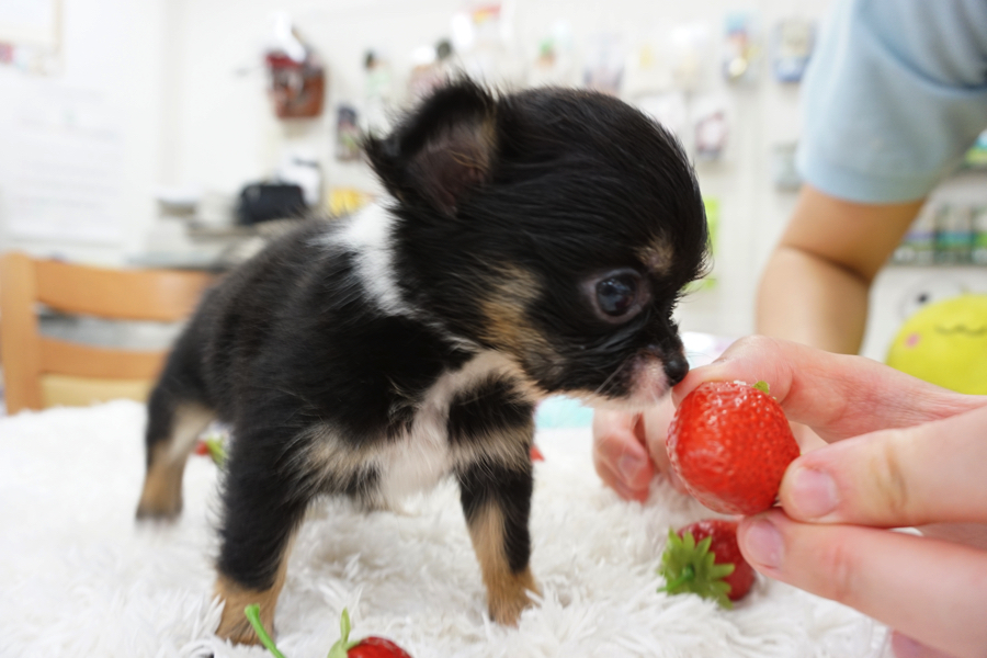 チワワちゃんとの生活で陥りやすい間違えとは？ | チワワ - マルワン白楽店