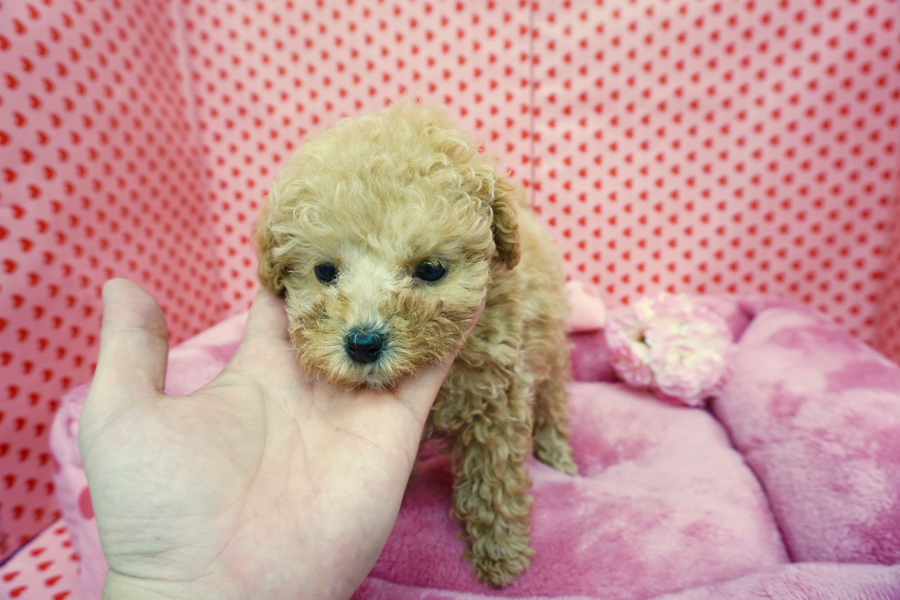 短頭型でテディーベアカットがお似合い | トイ・プードル - マルワン梅島店