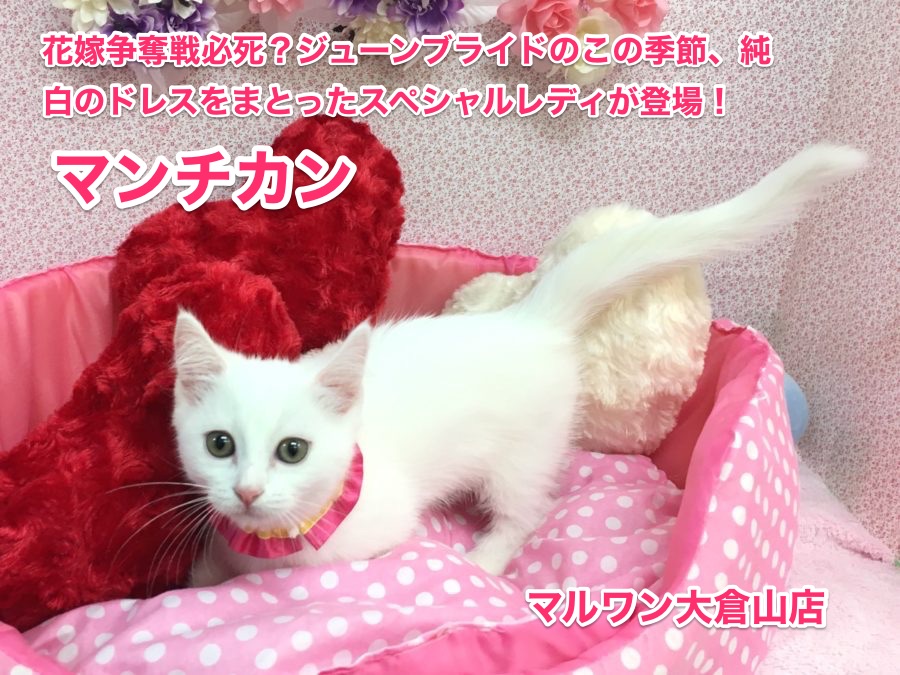 【マンチカン】花嫁争奪戦必死？ジューンブライドのこの季節、純白のドレスをまとったスペシャルレディが登場！：大倉山店No.6130573